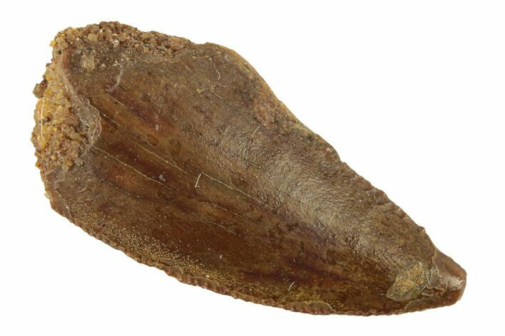 Bargain, Raptor Tooth - Real Dinosaur Tooth #268736